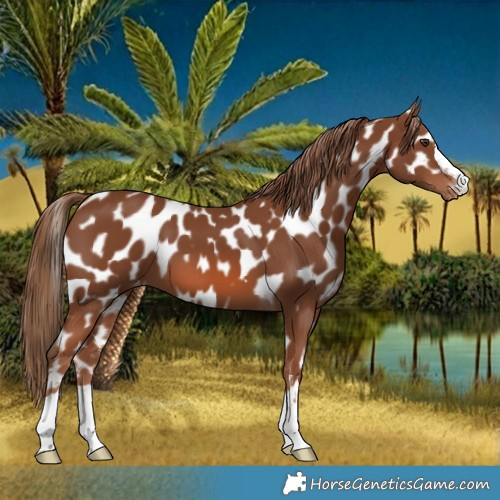 Horse Color:Chestnut Near Leopard 