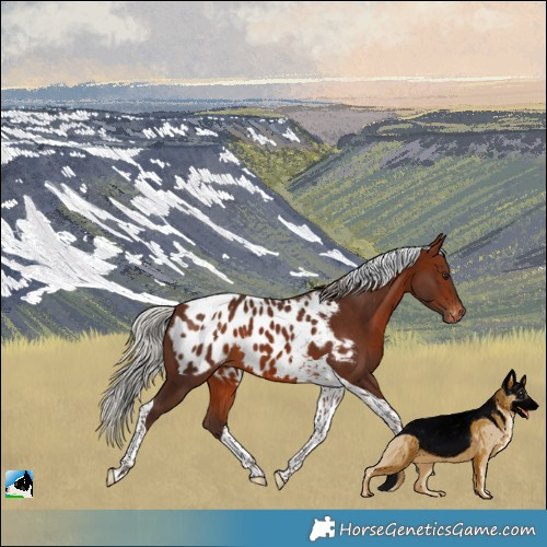 Horse Color:Silver Brown Tobiano Appaloosa 