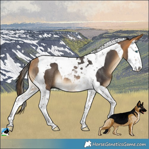 Horse Color:Buckskin Splash Tobiano Rabicano 