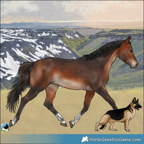 Horse Color:Bay Tobiano 