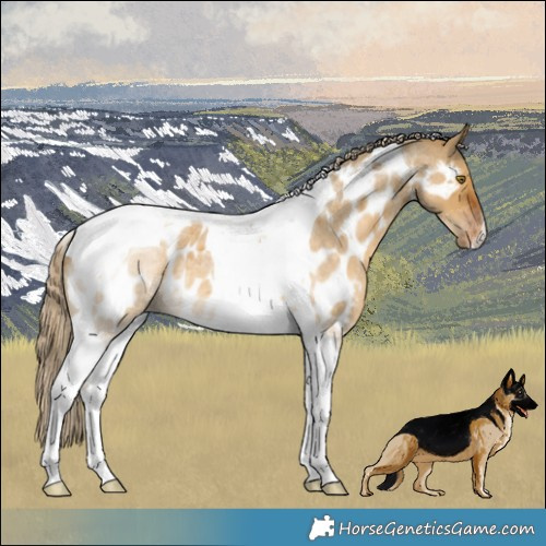 Horse Color:Chocolate Palomino Roan Dun Tobiano Appaloosa 