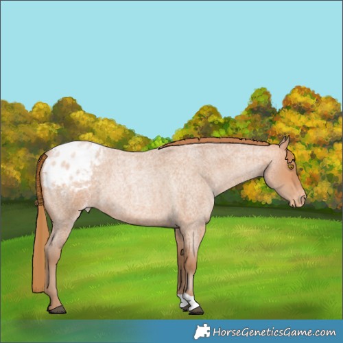 Horse Color:Unknown 