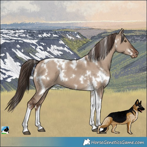 Horse Color:White Spotted Liver Red Dun Tobiano Appaloosa 