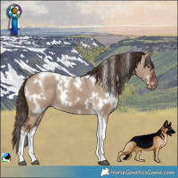 Horse Color:White Spotted Liver Red Dun Tobiano Appaloosa