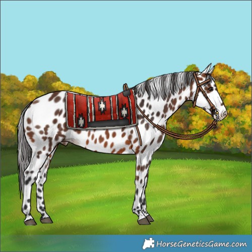 Horse Color:Brown Appaloosa