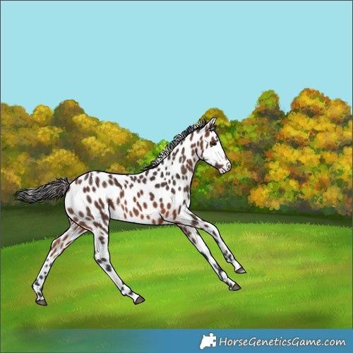Horse Color:Brown Appaloosa 
