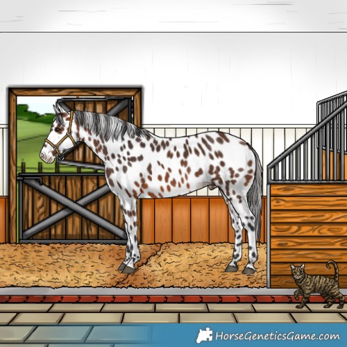Horse Color:Brown Leopard 
