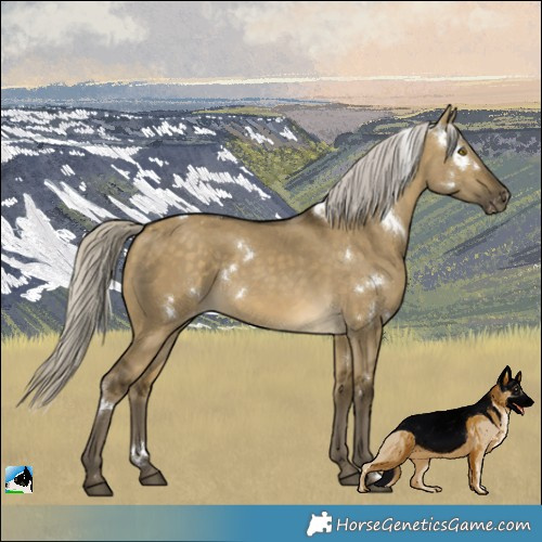 Horse Color:White Spotted Silver Buckskin Dun Appaloosa 