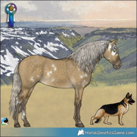 Horse Color:White Spotted Silver Buckskin Dun Appaloosa