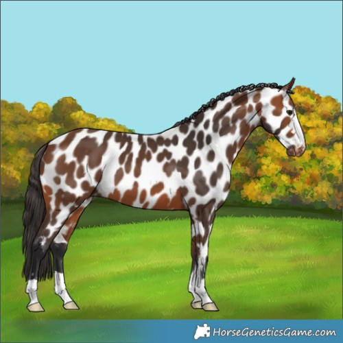 Horse Color:Bay Near Leopard 