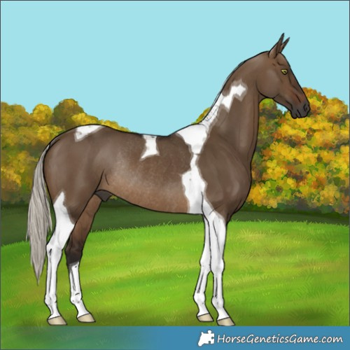 Horse Color:Gray Silver Brown Dun Tobiano Rabicano 