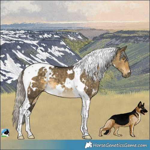 Horse Color:White Spotted Silver Buckskin Dun Tobiano 