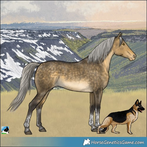 Horse Color:Silver Buckskin Dun Tobiano Appaloosa 