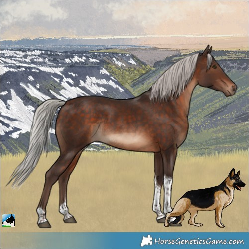 Horse Color:Silver Bay Tobiano Rabicano