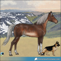 Horse Color:Silver Bay Tobiano Rabicano