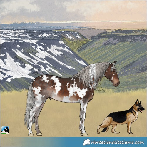 Horse Color:White Spotted Silver Brown 