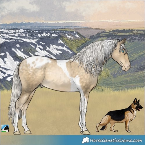 Horse Color:Silver Buckskin Pearl Tobiano Appaloosa Rabicano