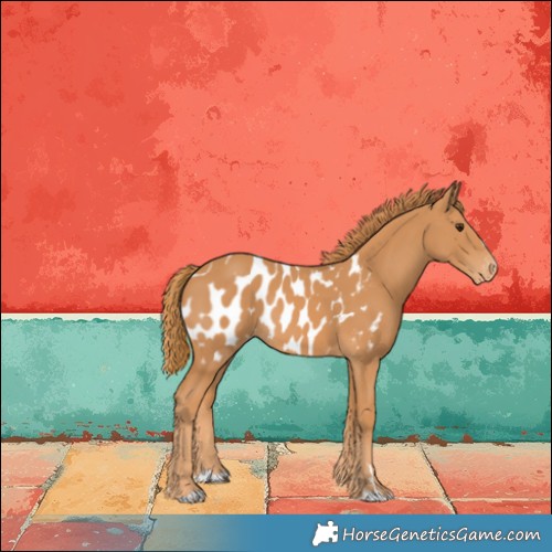 Horse Color:Chestnut Appaloosa 