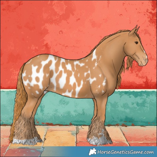 Horse Color:Chestnut Appaloosa