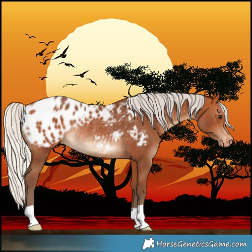 Horse Color:Silver Bay Near Leopard Rabicano 