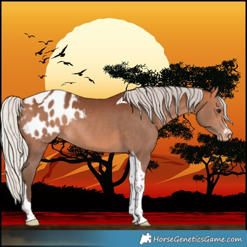 Horse Color:Silver Bay Tobiano Blanket Rabicano 