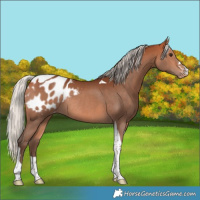 Horse Color:Silver Bay Tobiano Blanket Rabicano