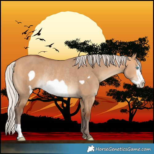 Horse Color:Silver Bay Dun Frame Rabicano 