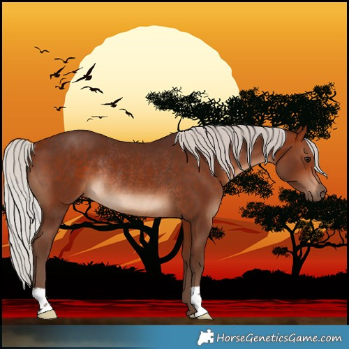 Horse Color:Silver Bay Rabicano 