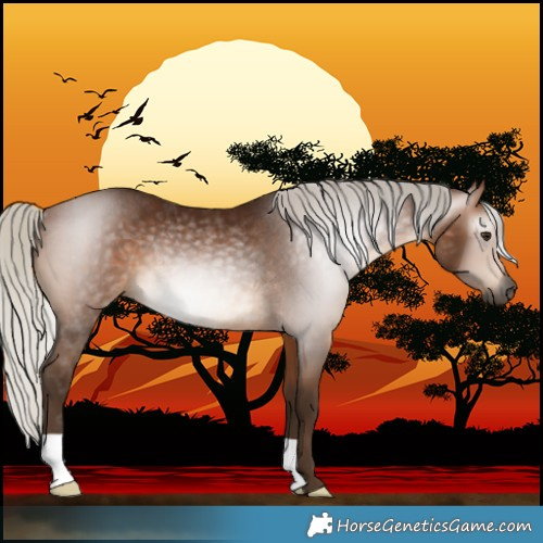 Horse Color:Gray Silver Bay Rabicano 