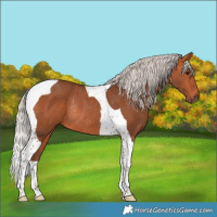 Horse Color:Silver Bay Tobiano Rabicano 