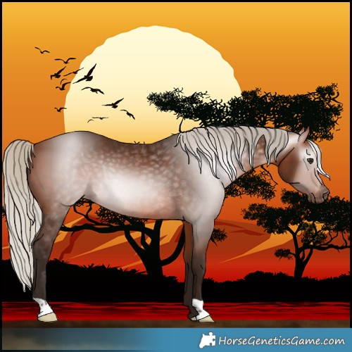 Horse Color:Gray Silver Bay Varnish Rabicano 