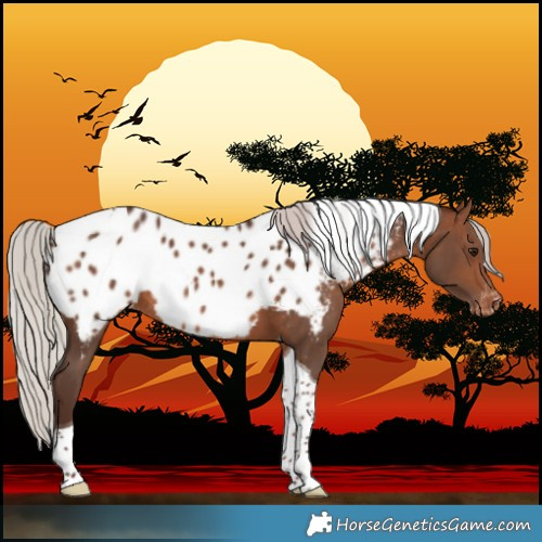 Horse Color:Silver Bay Tobiano Near Leopard Rabicano 