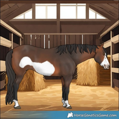 Horse Color:Bay Frame 