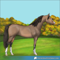 Horse Color:Bay Dun 