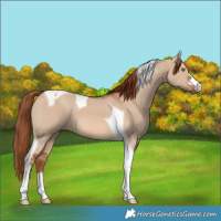 Horse Color:Red Dun Tobiano 