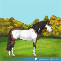 Horse Color:Bay Frame 