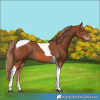 Horse Color:Chestnut Tobiano