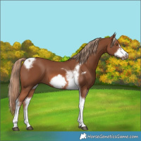 Horse Color:Chestnut Tobiano Frame 