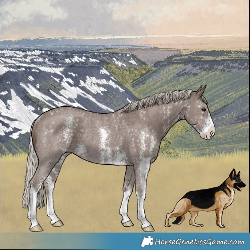 Horse Color:Silver Black Sabino Rabicano 