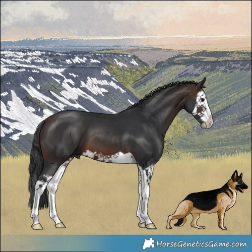 Horse Color:Brown Splash