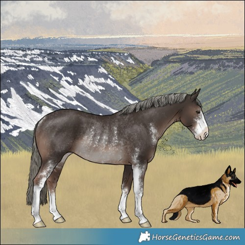 Horse Color:Liver Chestnut Mushroom Sabino Rabicano 