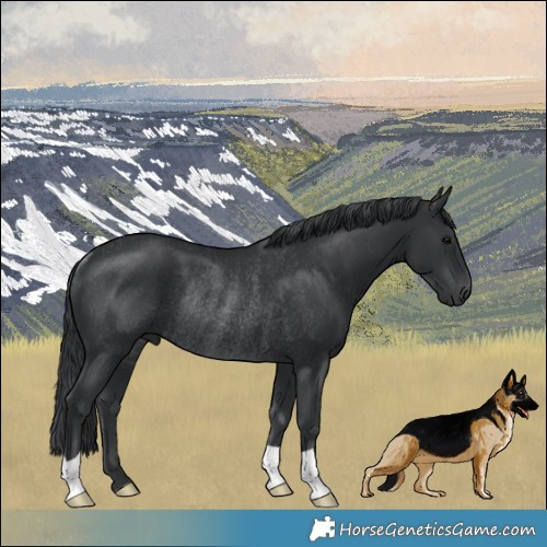 Horse Color:Black Mushroom Rabicano 