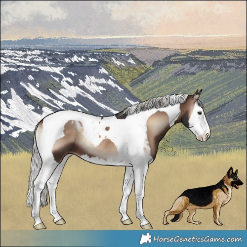 Horse Color:Liver Red Onyx Mushroom Splash Tobiano 