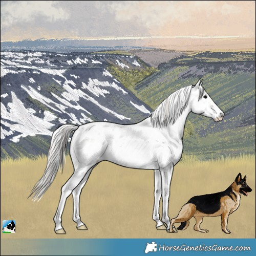 Horse Color:Silver Brown Onyx Sabino 