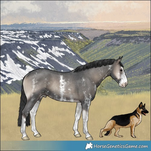 Horse Color:Blue Onyx Sabino Rabicano