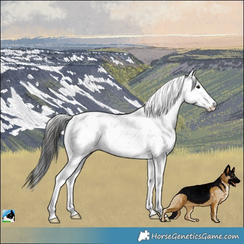 Horse Color:Brown Dun Sabino Rabicano