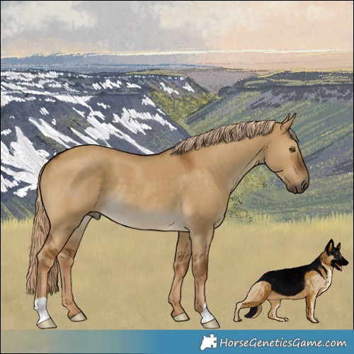 Horse Color:Chocolate Palomino Dun