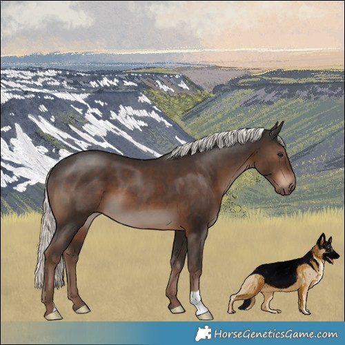 Horse Color:Liver Chestnut Mushroom 