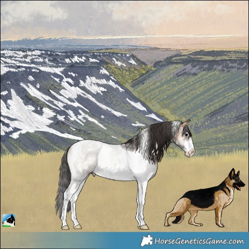Horse Color:Bay Onyx Sabino Tobiano