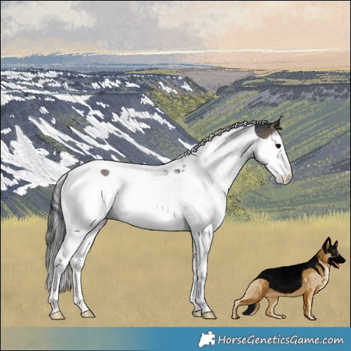 Horse Color:Blue Onyx Splash Tobiano 